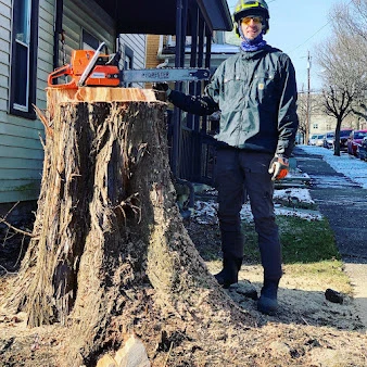 Triple T sawyer cutting down a large stump on a flat residential lot in the Braddock, PA area