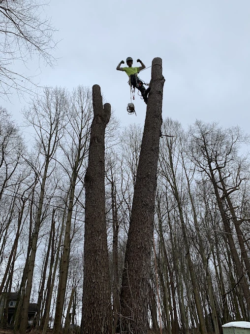 Triple T climber topping a tall spar on a wooded lot in the Shaler Township, PA area