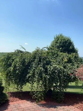 Weeping ornamental tree with dense overgrown skirt sweeping the paver patio, before pruning, on an Allegheny County property