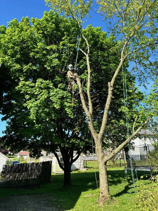 Cleanly shaped maple tree after structural pruning in Pittsburgh, PA