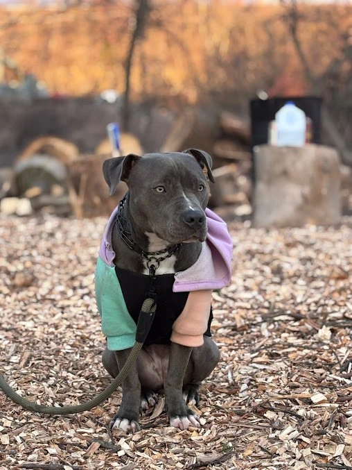 The Triple T Tree Care shop dog sitting on wood chips in Pittsburgh, PA