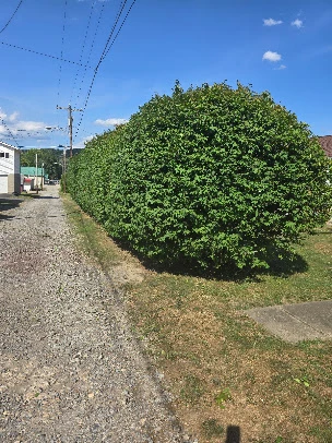 Hedge lane cut back to a clean straight edge along a residential property in the Aspinwall, PA area